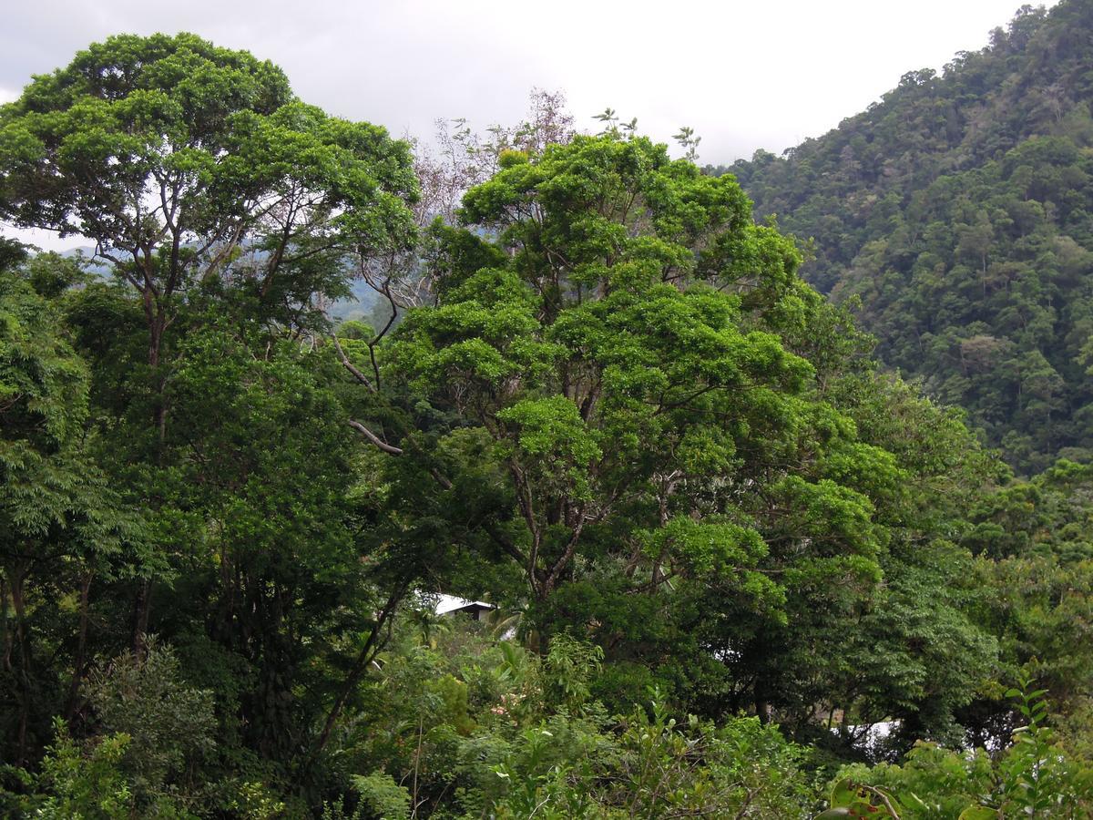 Omega Tours Eco-Jungle Lodge La Ceiba Exteriér fotografie