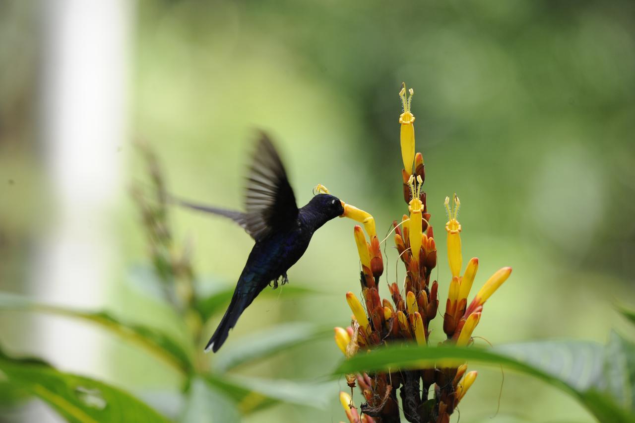 Omega Tours Eco-Jungle Lodge La Ceiba Exteriér fotografie