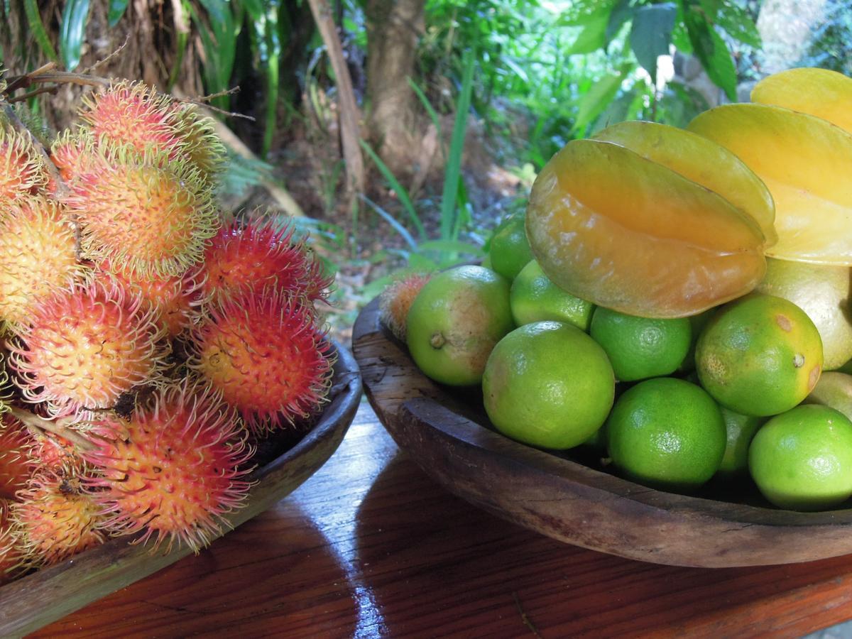 Omega Tours Eco-Jungle Lodge La Ceiba Exteriér fotografie